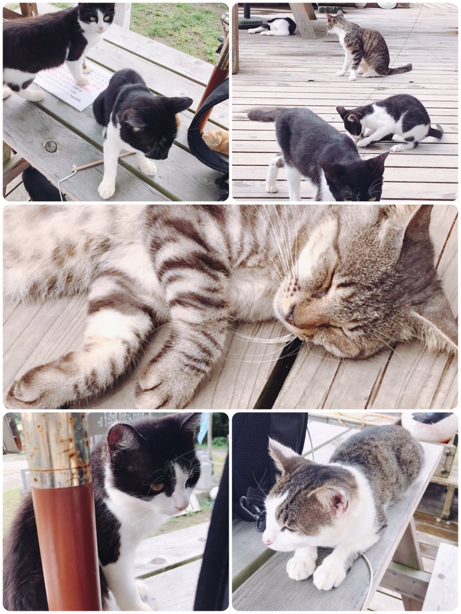 猫を無限に摂取した〜!! 