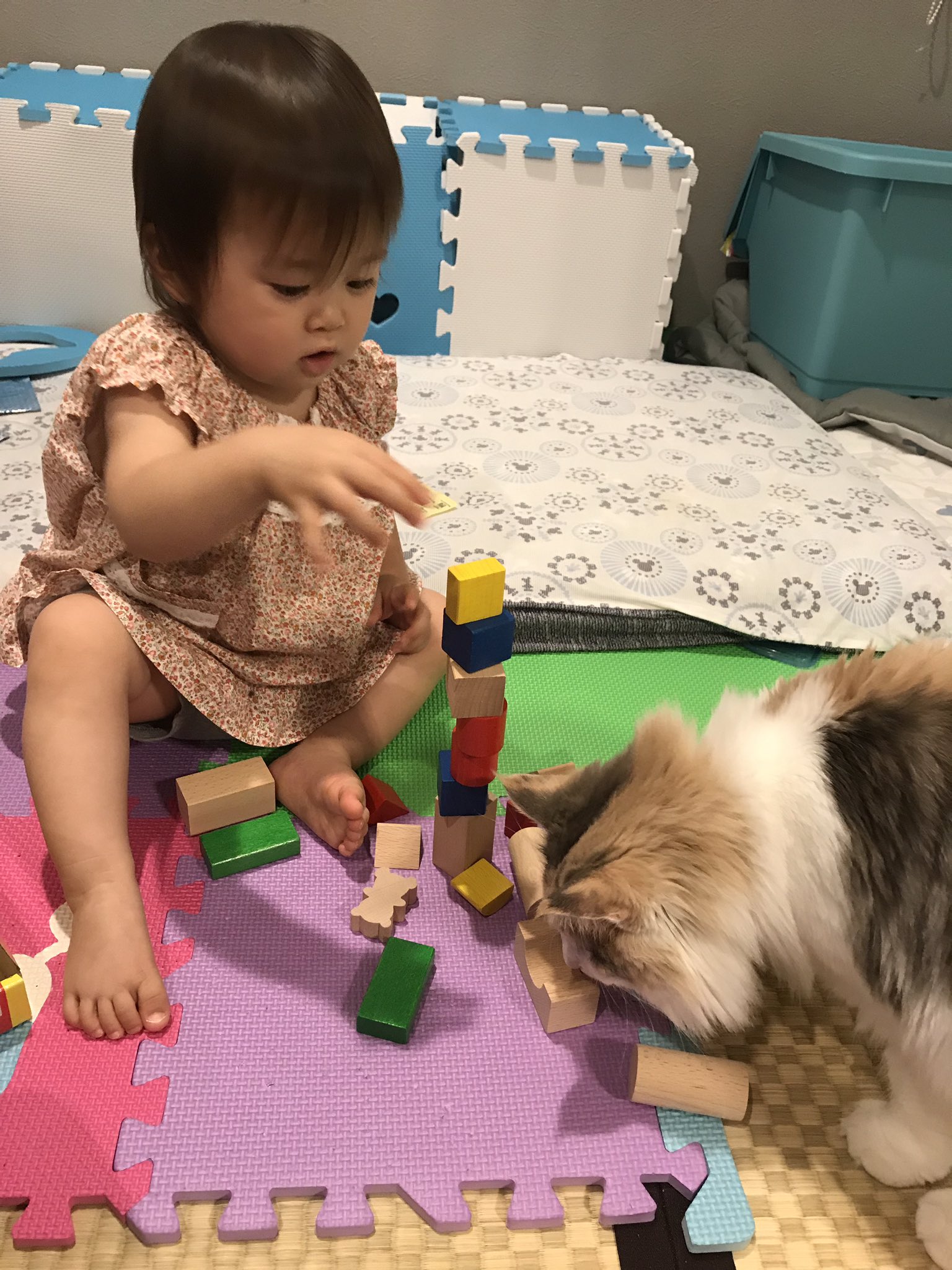 雅 みやび ノルウェージャン 仲良し姉妹はいつも一緒 猫 ノルウェージャンフォレストキャット 女の子 2歳0ヶ月 赤ちゃん 女の子 1歳4ヶ月 仲良し姉妹 喧嘩もするけどね 猫好きさんと繋がりたい T Co 2sthonh8ec Twitter