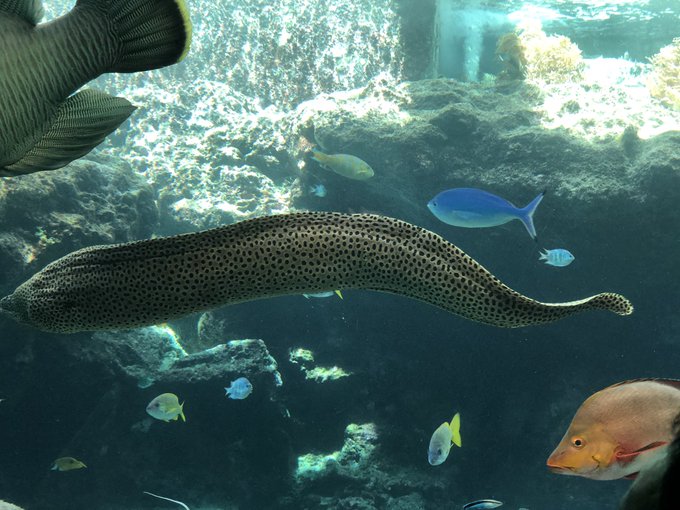 ウツボのtwitterイラスト検索結果