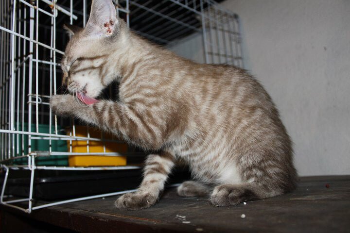Raihana_Aai's tweet photo. This is Nami..my brother found him kat construction site tmpt dia kerja..mula2 abah marah tak bagi tapi lama2 syg terus..meninggal due to fever and time tu xde kat sisi dia sbb baru masuk belajar..rai depressed for a year and x bela kucing dh sbb cant handle the loss😔 #rip2011 https://t.co/xDJ0j070EF