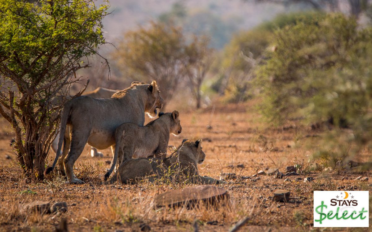 StaysCollection's tweet image. Subscribe to our newsletter to stay up to date with our specials. 

$elect Stays guests pay 15% less anytime.

wheretostaymailer.co.za/lists/ml232ryq…

#stays #Staysselect #localvenues #Southafrica #holiday #newsletter