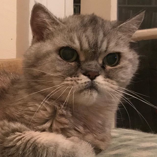reallythecat's tweet photo. I have styled my hair for this picture. I hope you approve. #pictureday #happy #smile #hello #yes #catsofig #cute #happy #cat #catsofinstagram #instacats #instagood #adoptdontshop #cutepetposts #catoftheday #petsofinstagram #cute #chill #travel #persia… https://t.co/E5tTAvKMgR https://t.co/SrHVobOlAV