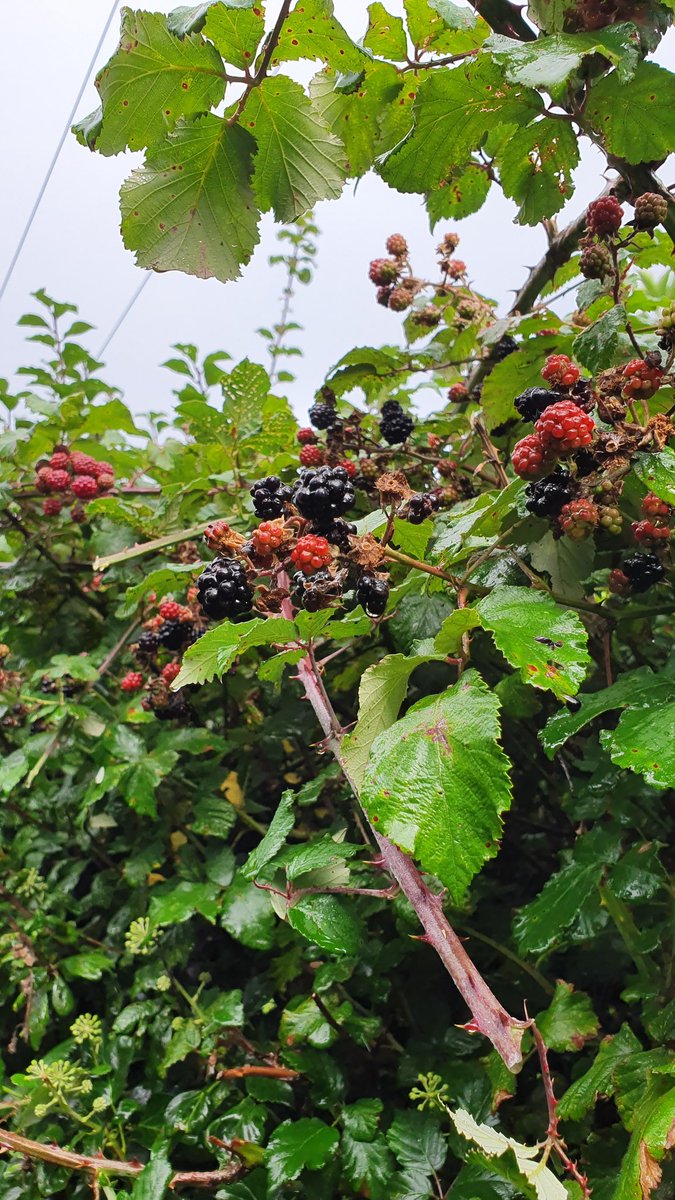 Vanfong's tweet photo. @DataSciCampus volunteers beaching the weather for our 3rd @BITCCymru volunteering day. We are clearing lots of overgrown public footpath in the Vale of Glamorgan. https://t.co/WJUlXGiVYA