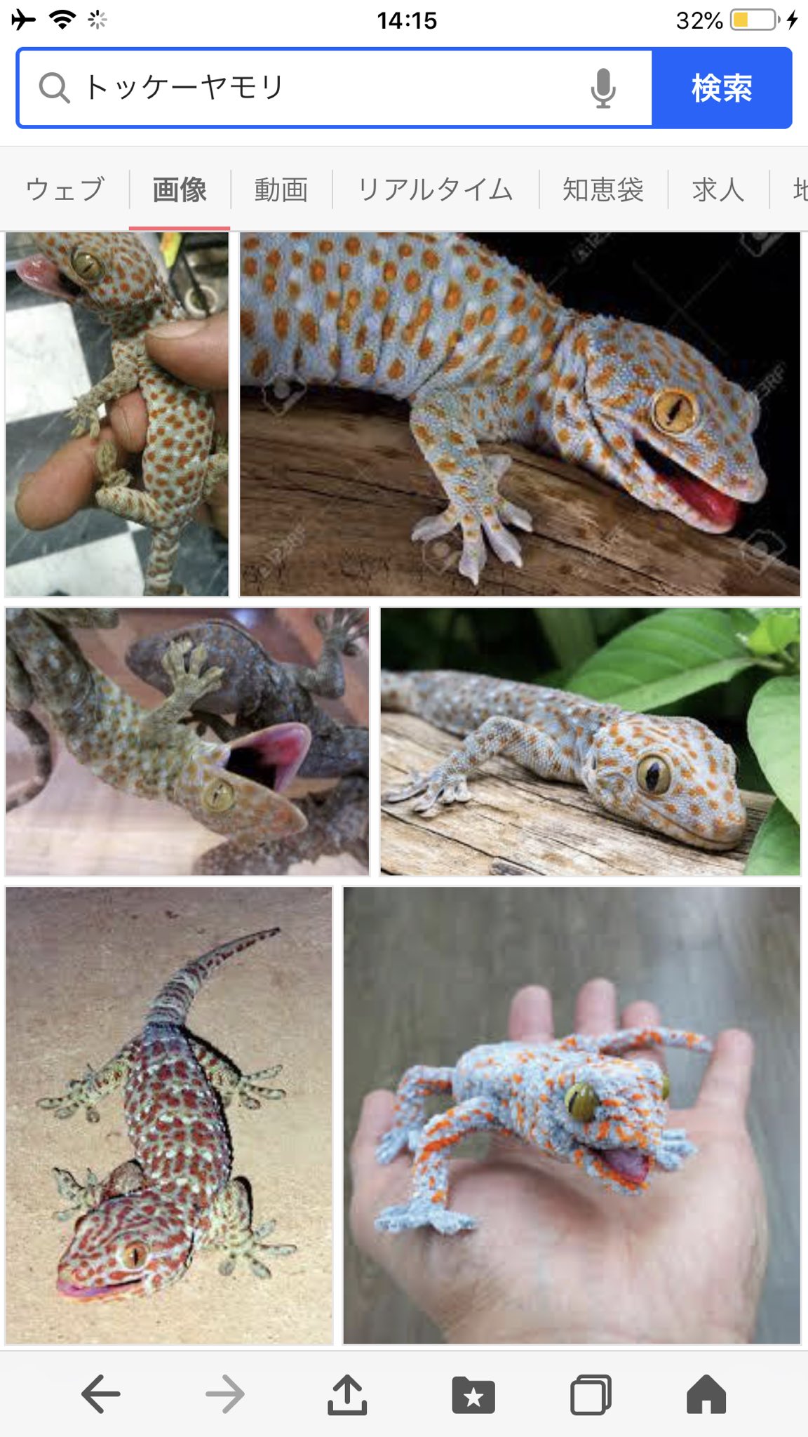 めらがいあ フィリピン 夜になるとどこからか トッコー トッコー ってカエルか何かの生き物の鳴き声がするんだけど何か分からなくて先生に聞いたら それはトッコーだけど高いところにいるから見つからないかも あと噛むし飛び掛かっ めらがいあ フィリピン 夜になるとどこからか トッコー トッコー ってカエルか何かの生き物の鳴き声がするんだけど何か分からなくて先生に聞いたら それはトッコーだけど高いところにいるから見つからないかも あと噛むし飛び掛かっ