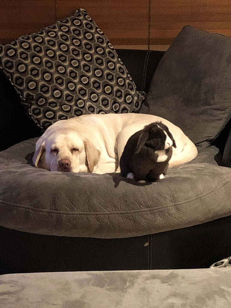 xturkifsa1's tweet photo. @notcorry My dog, Max and Loki my Rabbit https://t.co/1qm6MngG37