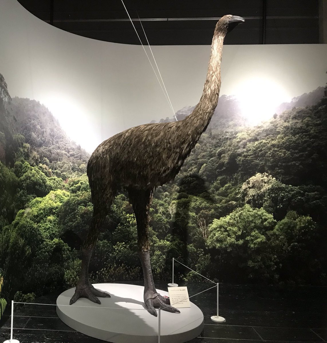 赤毛ちゃん على تويتر 見てこの生き物 ジャイアントモア 翼無いねんで