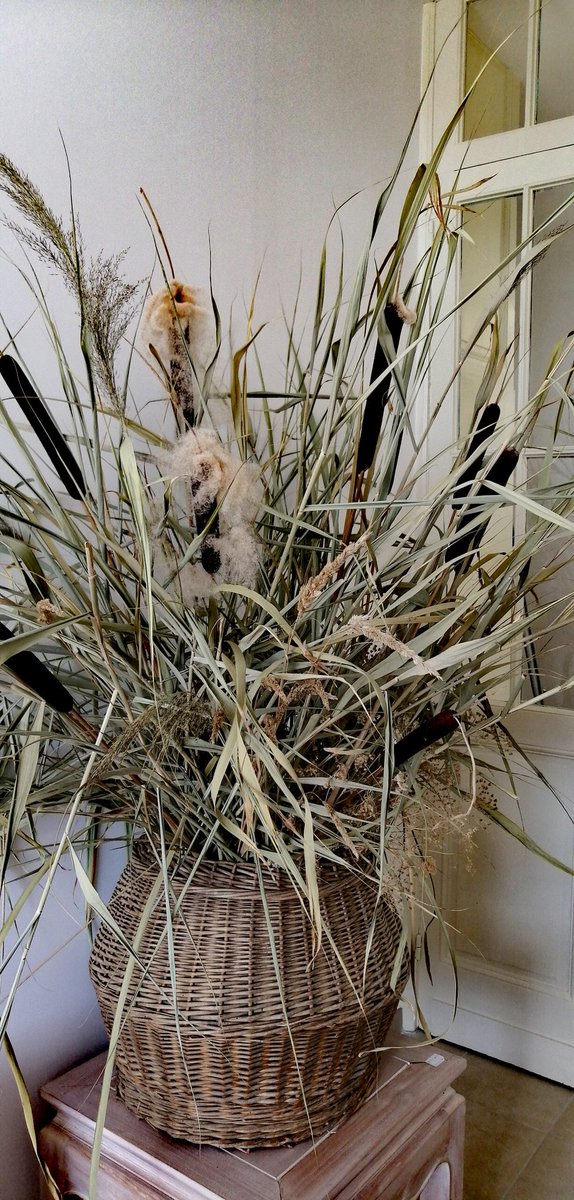 AlbertBOIVIN's tweet photo. Bouquet de Joncs...
#joncs
#osonslosier
#cestlebouquet https://t.co/wWuVPACl2Q