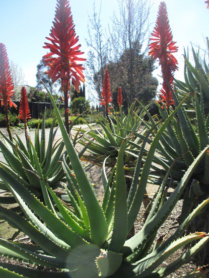 yebosfaye's tweet photo. Out Walking today

Urban delights

#springdownunder https://t.co/kJEQNMy2ER
