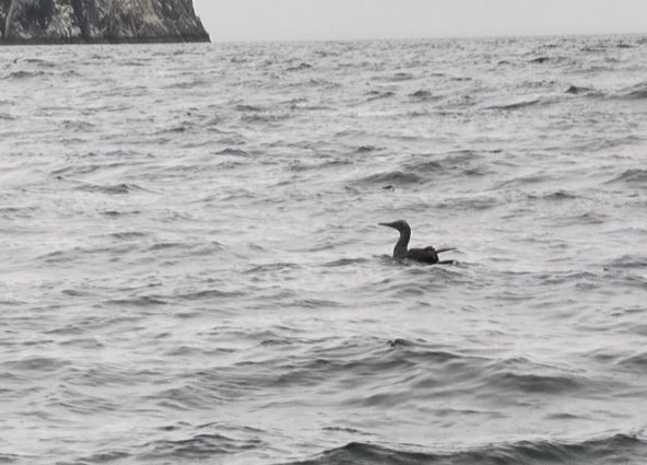 BlueWildBoats's tweet photo. Gugas spotted close to #Bass by Andy #Forthwild skipper Photo from yesterday when out at lobsters Not the best shot A little breezy for the small pot boat today @gannetrocks https://t.co/89O89O9rht