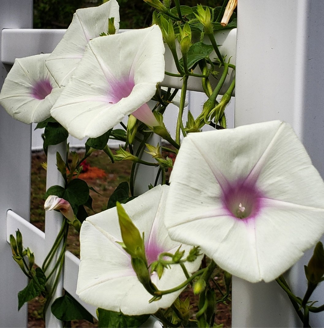 The Dolce Vita Morning Glory has returned on it's own 💟
#floridagardening #floridaflowers #swfl  #swflorida #morningglories #southerngardens