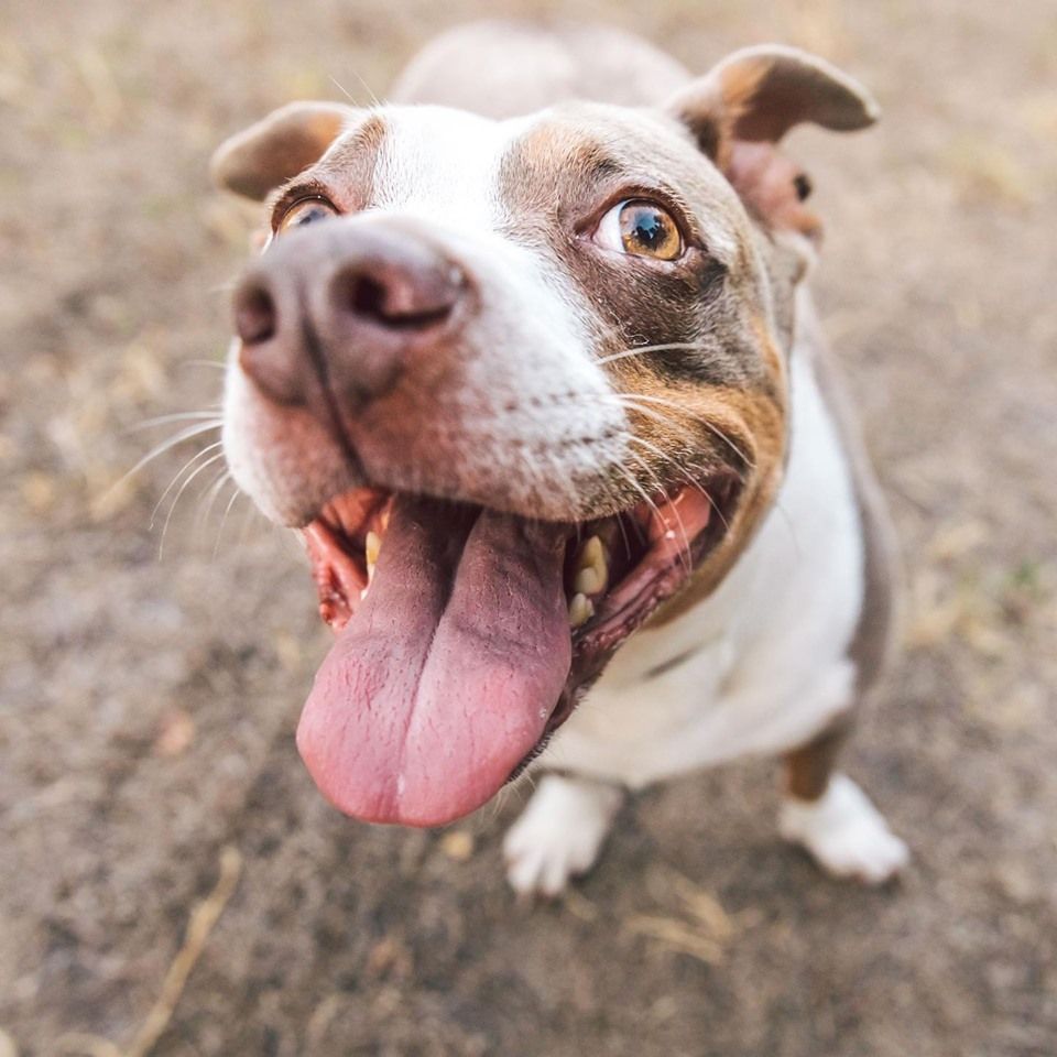 Lucy, the 5yr old Dachshund/Pit Bull mix. Lucy’s father is known amongst the dachshund community as the bravest wiener dog to ever live. Dog bless his bold desires. ❤️