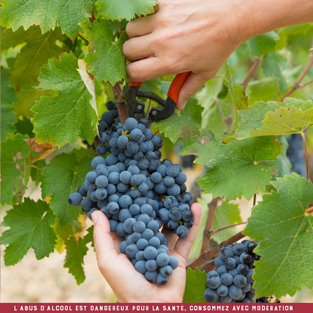 Les vendanges, top départ !
Depuis la véraison, nos raisins se sont progressivement gorgés de sucre et de soleil... À pleine maturité, ils sont maintenant prêts à être vendangés.

Suivez notre actualité ➡️ cellier-des-dauphins.com/le-journal/