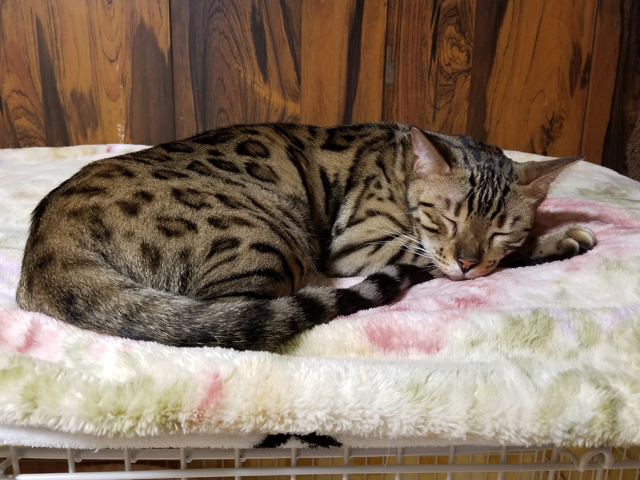 ねこカフェ 猫八 明日 12日木曜日 は定休日です 青森 八戸 ねこカフェ 猫カフェ 猫八 猫 ねこ ネコ Cat キャットホテル ベンガル ベンガル猫 白猫 キジトラ T Co D1d2qr78n0 Twitter