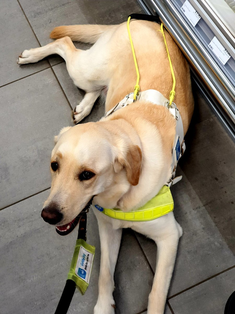 If you see a guide dog in a #Supermarket and the handle is down, the owner may be requiring some assistance. Please feel free to approach the owner and ask if they would like assistance, but their dogs are still working so please don't pet or distract #ChangingPerceptions