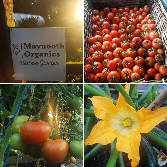 MaynoothOrganic's tweet photo. Tomatoes #freshlypicked this morning and available this evening !! OPEN 5.30pm to 7.30pm !
.
.
#marketgarden #freshfood #farmtofork #tasty #healthyfood https://t.co/EyxOXfZIC6