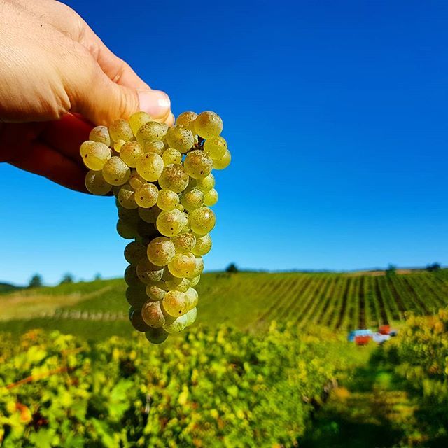 standreawine's tweet photo. Beautiful Leányka is the next one for today in the Hangács vineyard! 😊🙏 #leanyka #hangacs #vineyard #harvest #day4 #napbor #sunwine #beautiful #grapes #standrea #standreawinery #egerharvest #egerwine #egerwineregion #blessed #vintage2019 https://t.co/Bx7zae6sEN