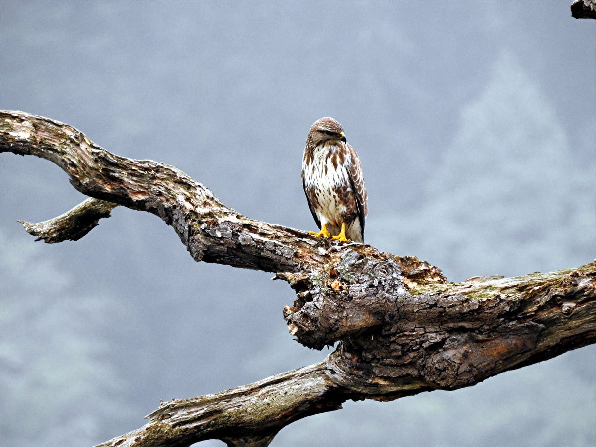 A Natural History Walk at #Porlock Weir with the Exmoor Natural History Society on Thu Sept 19th - 2-4pm. An easy paced stroll to discover the wildlife within the wonderful landscape around Porlock Weir Info: enhs.org.uk <a href="/ExmoorNP/">Exmoor National Park</a> <a href="/DiscoverPorlock/">Discover Porlock</a> <a href="/SomersetWT/">Somerset Wildlife Trust</a> #Exmoor