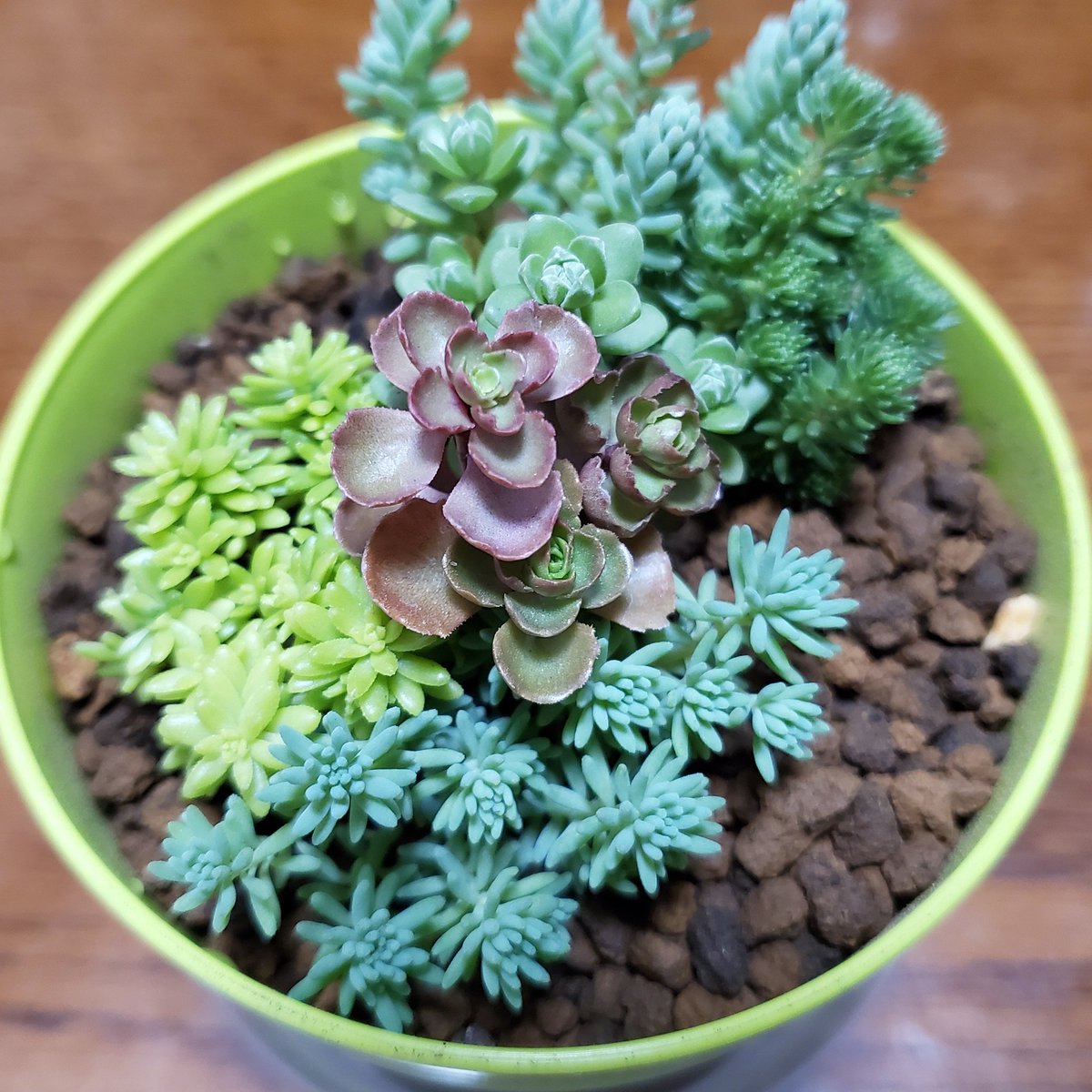 セダム寄せ植え