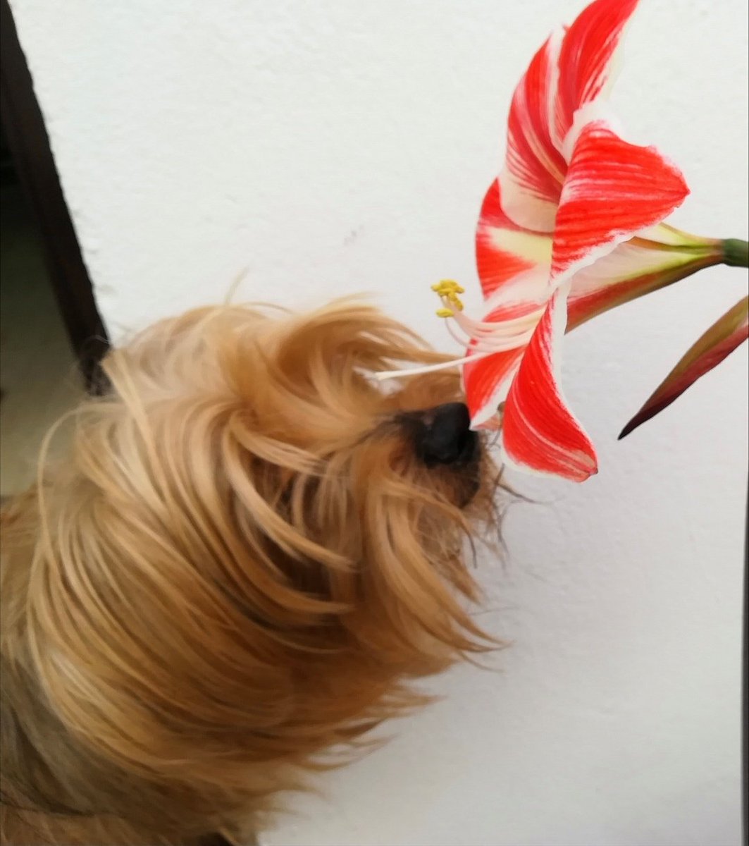 AnaSerna10's tweet photo. @LaVanguardia A mí perro también le gusta el olor de las flores😊 https://t.co/bvARA1yvXJ