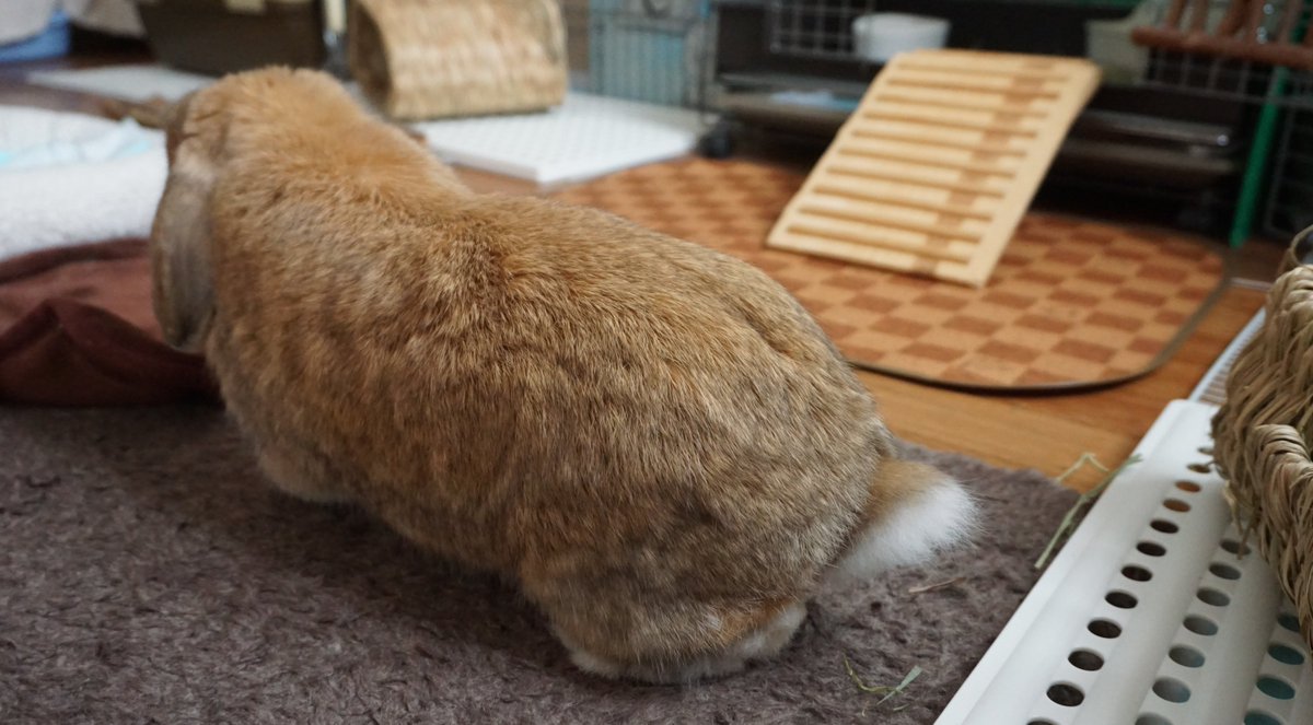うさぎのまめじ Byもんじももじじ 基本 車高低め シャコタン 車高短 ホーランドロップ 短足うさぎ