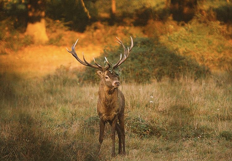 La llamada que nos quita el sueño ...