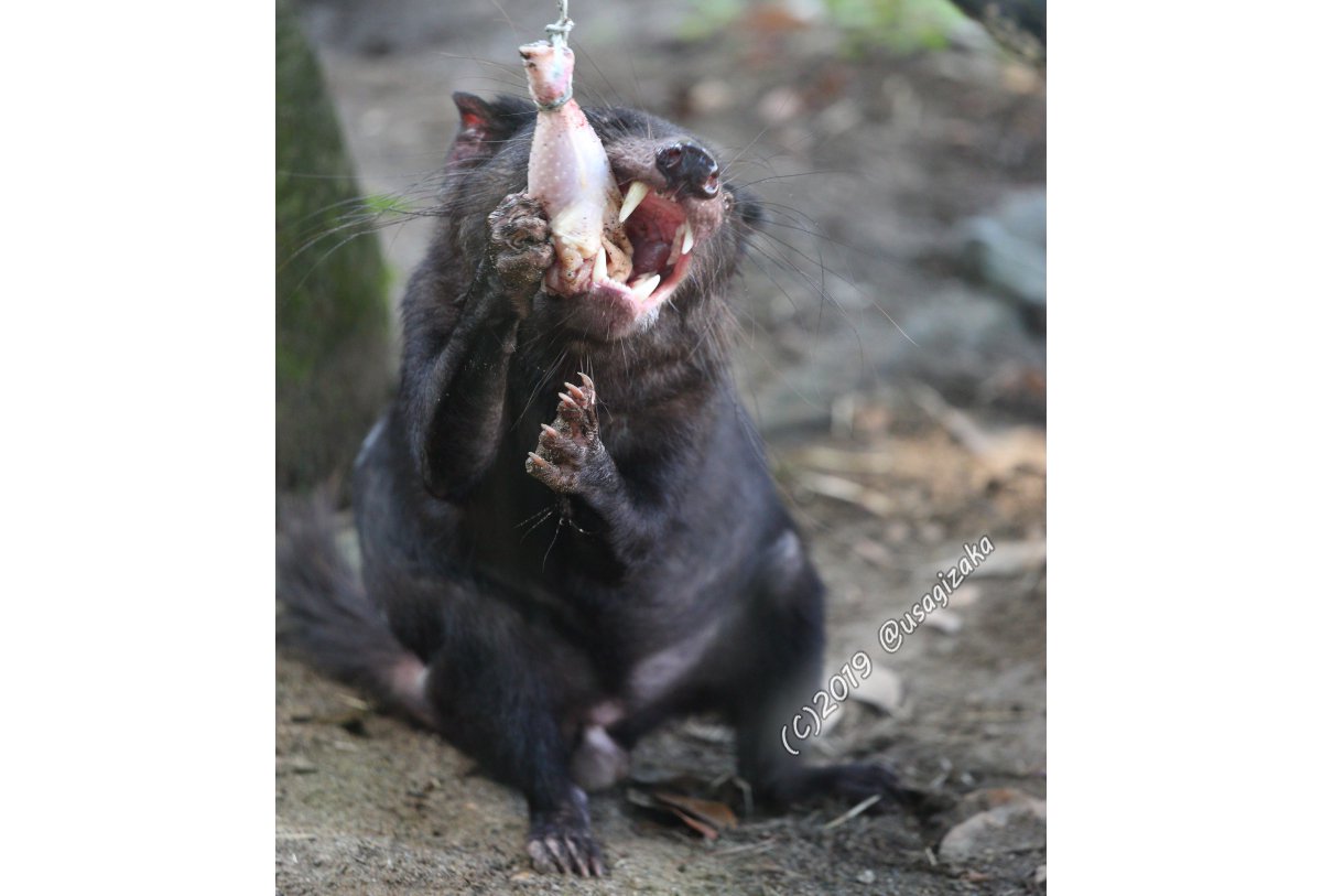 うさを うさぎざか على تويتر 鶏肉はおれっちのモンじゃーーい タスマニアデビルのかわいさもっと広まれ タスマニアデビル 多摩動物公園 Tasmania