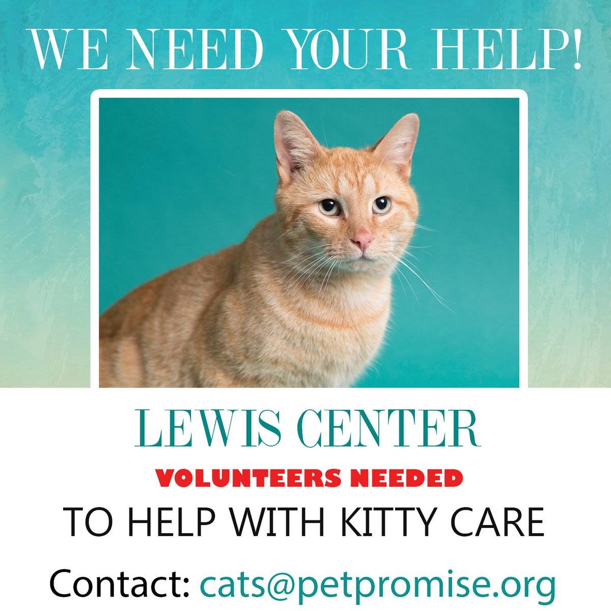 Need a relaxing way to unwind after work? Love cats and want access to unlimited snuggles? Then look no further than the cats at PetPromise! We need helpers to stop in to refresh their food, water and litter. Let us know if you want to help!