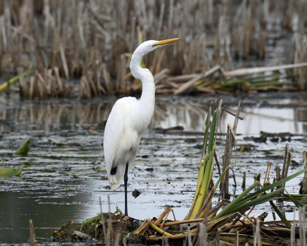 secondmarsh's tweet photo. Tom St-Jean spent sometime down at the marsh recently. He patiently hung out with a great egret (Ardea alba). Thank you once again for all of your amazing photos. #greategret #secondmarsh #mclaughlinbay #wildlifephotography https://t.co/bVvZoLIO7D
