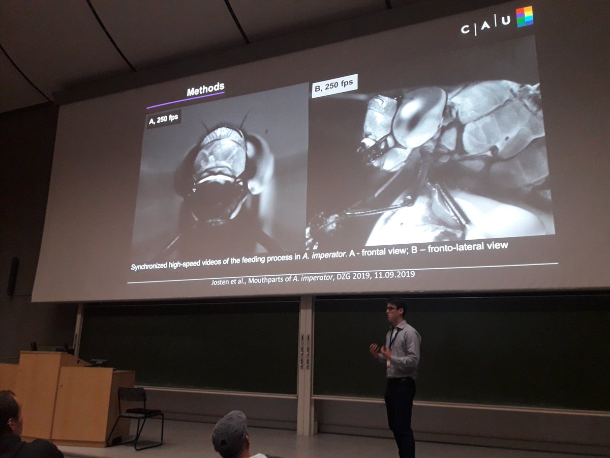 How does the feeding process in adult dragonflies work? An exciting talk by <a href="/BenediktJosten/">Benedikt Josten</a>! #DZ G2019 #dragonfly