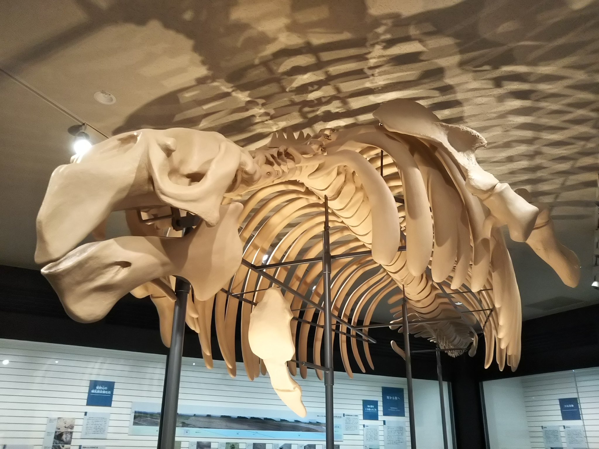 黒織部 長岡市立科学博物館 科学 とつくから自然史系かと思えばさにあらず 考古 歴史 民俗 文化財も扱う総合博物館なのである そしてこれが意外なほどの充実度 移転 リニューアルを経ているものの約70年の歴史をもつ 老舗 長岡市の博物館で