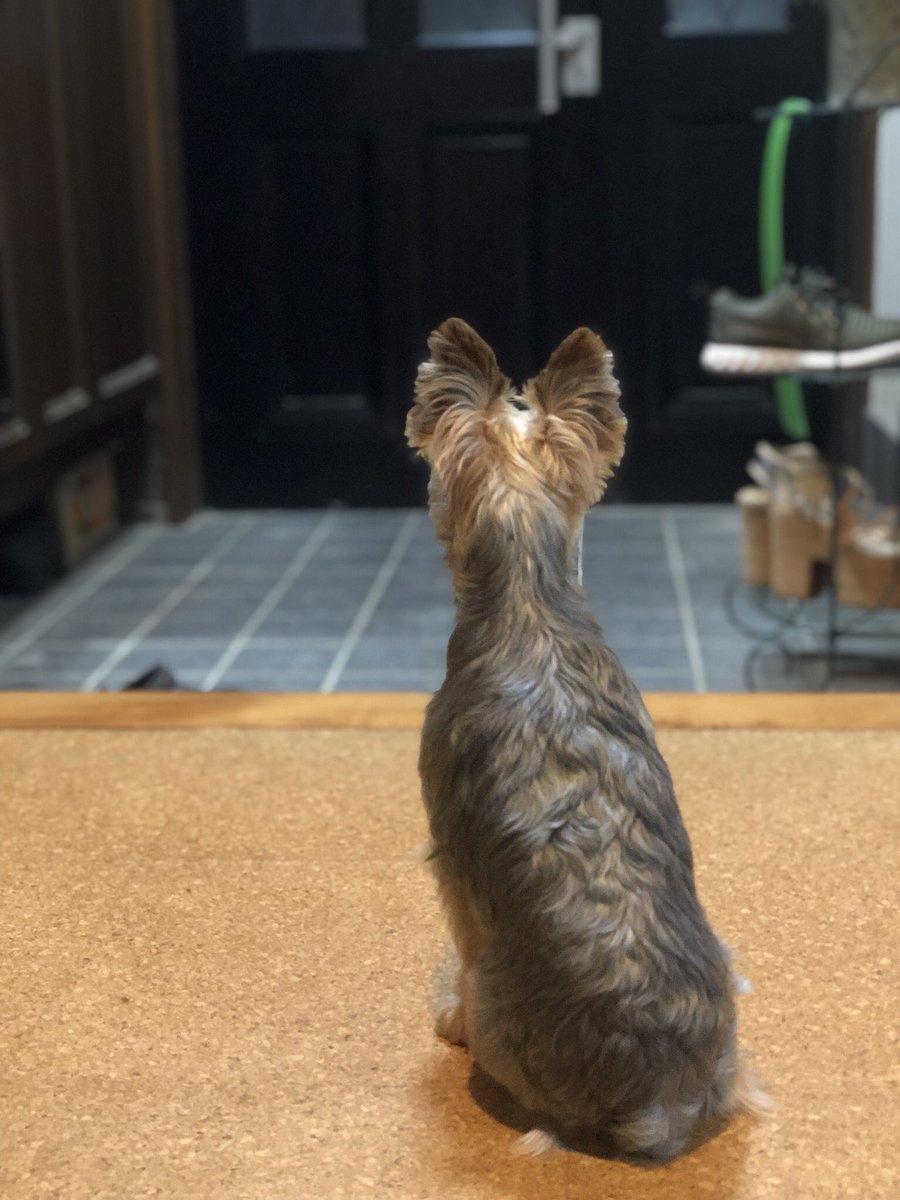 mkmk219's tweet photo. ネイルのお客様
お出迎えだワン🐶 https://t.co/ofUv8fp9mo