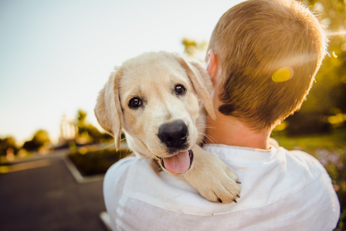 FurreverDevoted's tweet photo. We #furrever love our puppy hugs! 

#furreverdevoted #welovedogs https://t.co/POBo4TrQn4