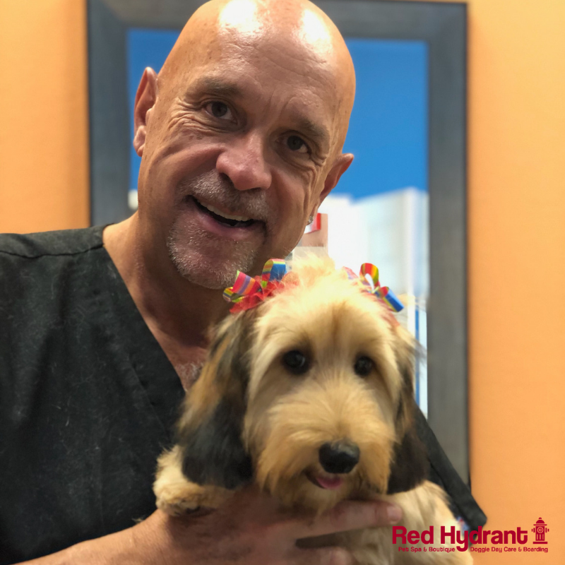 Red_Hydrant_Spa's tweet photo. Sweet Gertrude got her first big girl groom! Can we all tell her how pretty she looks?!?! 😍

#dogsoftwitter #dogsoftampabay https://t.co/5dxrNLBUKT