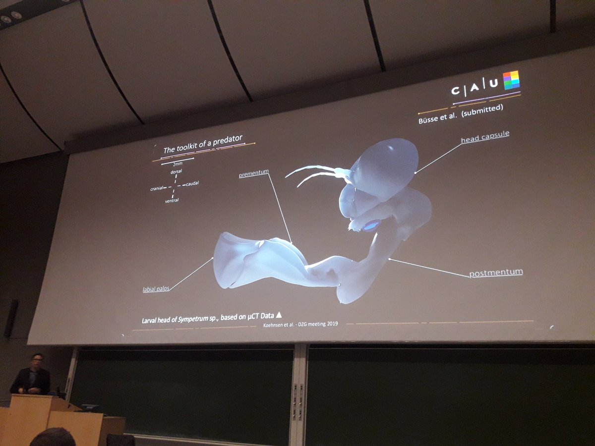 Feeding with a striking movement! An amazing talk by @alexkoehnsen about the forceful predatory strike of dragonfly larvae! #DZG2019 #dragonfly