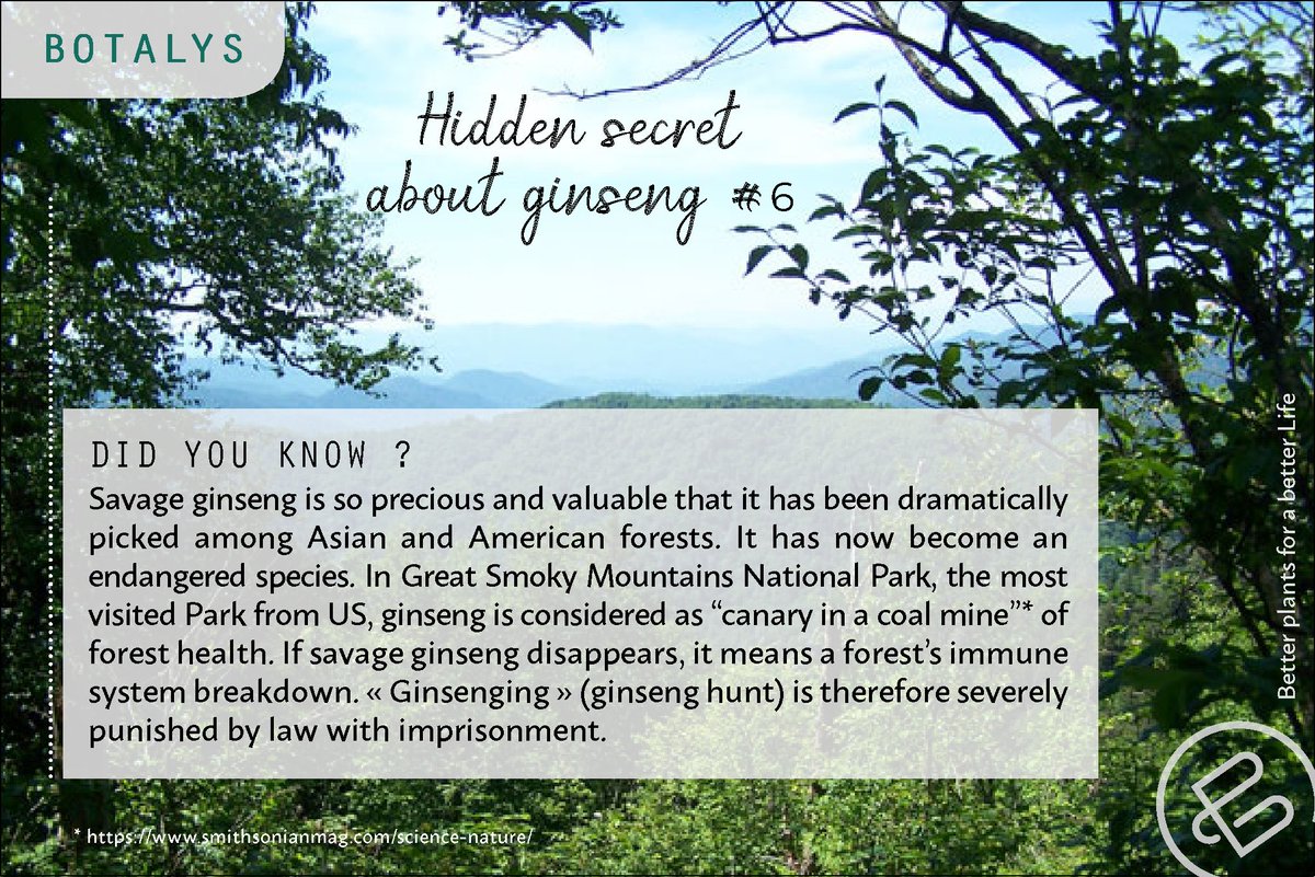 Hidden secret about ginseng #6. Ginseng support our immune system the same way it is protecting the forest's health. This why <a href="/botalys_com/">BOTALYS</a> chooses to grow ginseng ethically. #ginseng #naturalingredients #biodiversity #botanicals #endangeredspecies