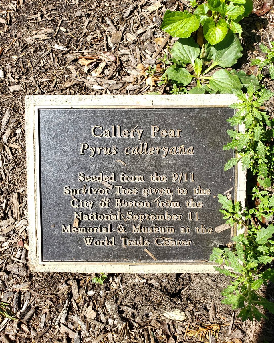 Survivor Tree Leaves  National September 11 Memorial & Museum