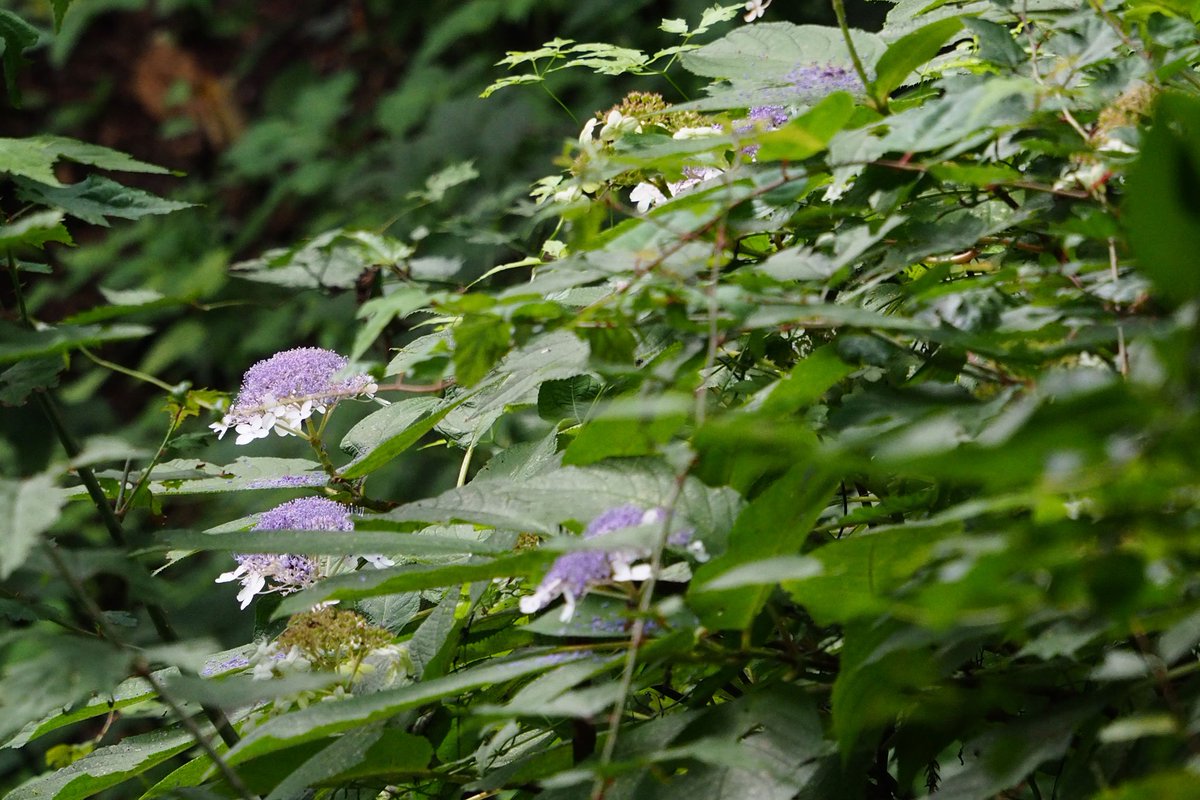 我楽多 V Twitter お散歩 13 御岳山 タマアジサイ 山のアチコチで見掛けたタマアジサイ 秋に咲くなら箱庭にお迎えしたいな