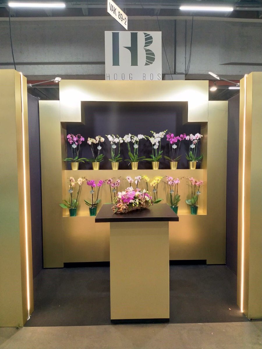 Visit our stand at the FloraHolland Autumnfair and admire our beautiful #Hoogbos orchids!
#HoogBos #HoogBosorchids #orchids #phalaenopsis #instaplants #instaflowers #JongBos #gold #plantsofinstagram #houseplantsofinstagram #allaboutplantlife #houseplants #houseplantclub