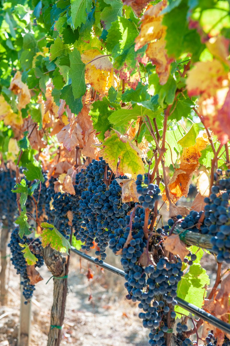 LaSelvaBio's tweet photo. #Grapeharvest2019 has began! We expect a good #vintage
@LaSelvaBio #organic #sustainable https://t.co/Y6x87frXb2