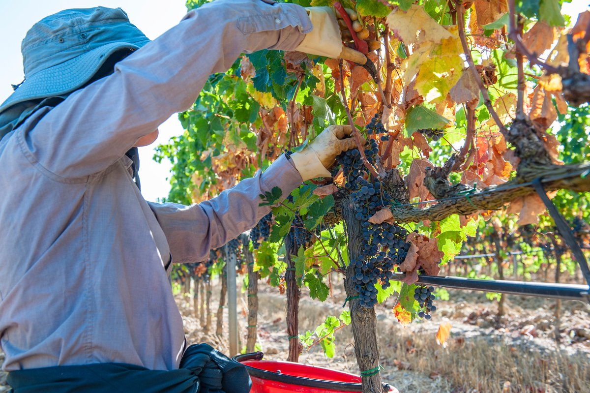 LaSelvaBio's tweet photo. #Grapeharvest2019 has began! We expect a good #vintage
@LaSelvaBio #organic #sustainable https://t.co/Y6x87frXb2