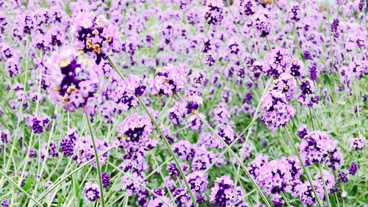 caocaocao14's tweet photo. 薄紫の夏

#夏
#花写真
#キリトリセカイ
#写真で奏でる私の世界 
#写真好きな人と繫がりたい https://t.co/4u7dWG6mPw