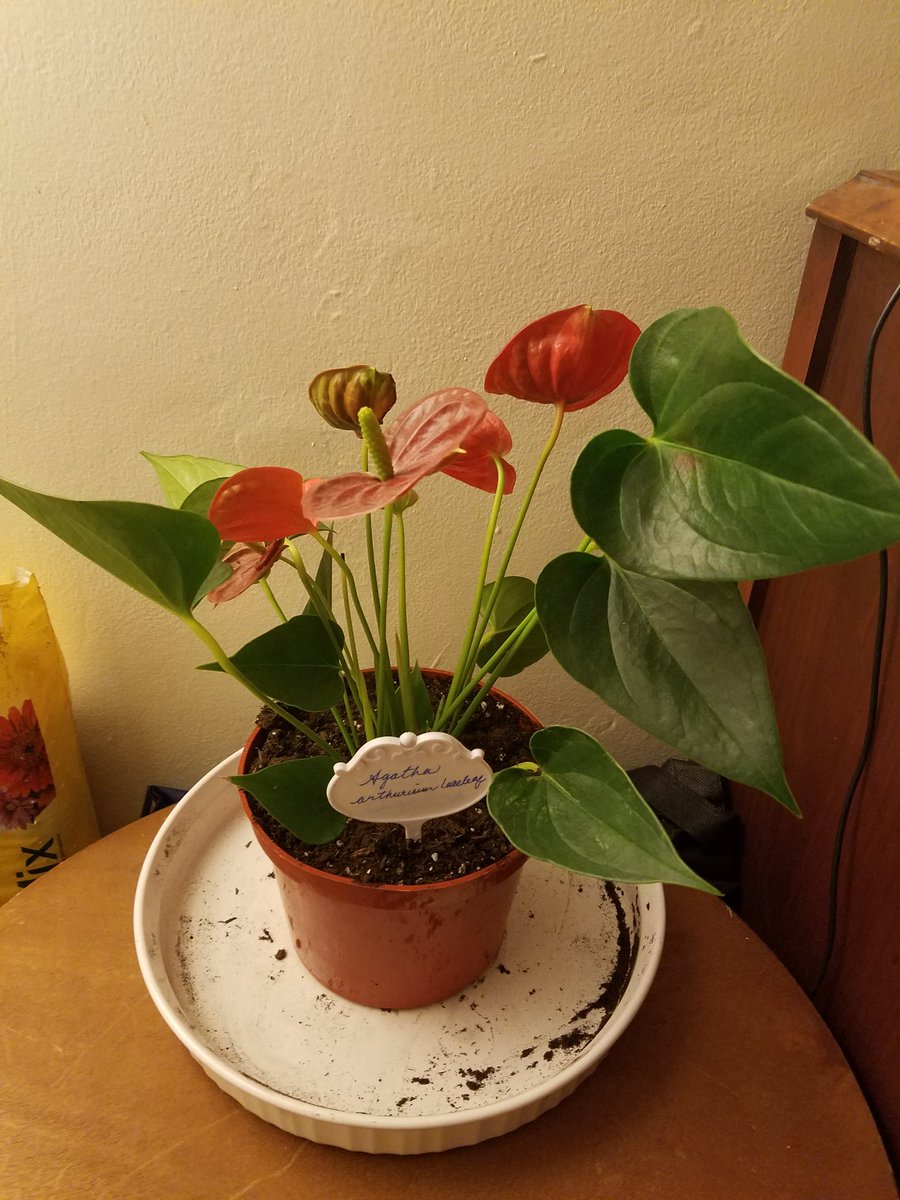 This is Agatha (anthurium laceleaf). She is a fancy #Victorianlady who has gorgeously romantic heart-shaped leaves. Excuse the mess, we’ve just had some work done!