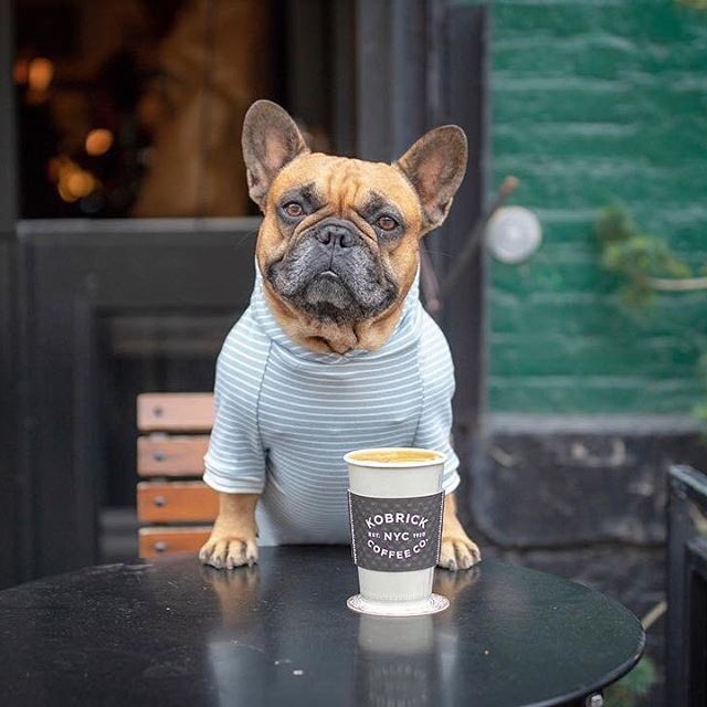 Good Morning loves 💋. We made it Halfway through the week 🙌. Hope everyone has a wonderful day #HumpDay #woofWednesday ☕️🍩👊🐶🐾🌳