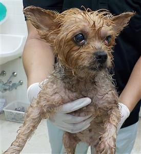 ヨークシャーテリア犬 ヨークシャーテリア犬