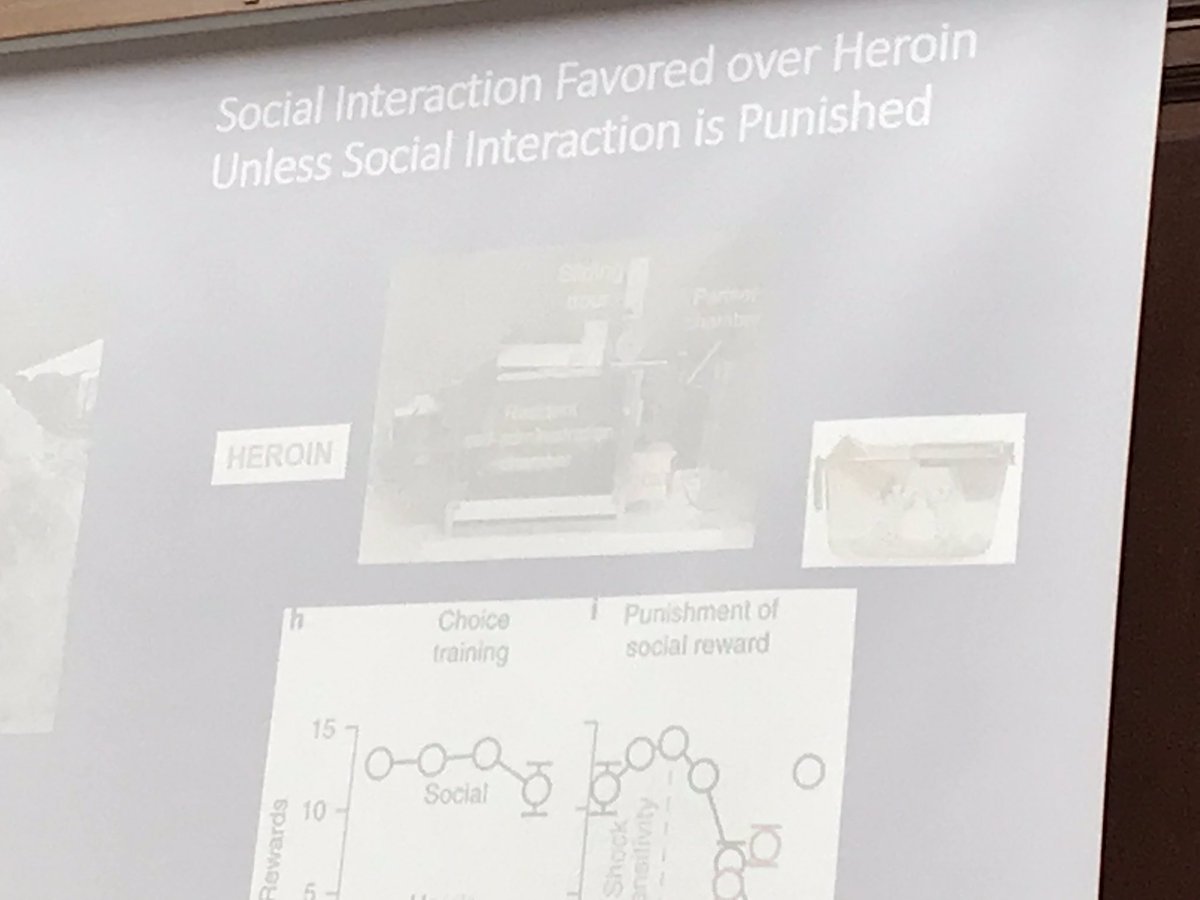 kristine_roemer's tweet image. Nora Volkow at @FondenNovavi symposium. Social interaction favoured over heroine, unless social interaction is punished. Most powerful tool to prevent and treat addiction is well-functioning social support systems