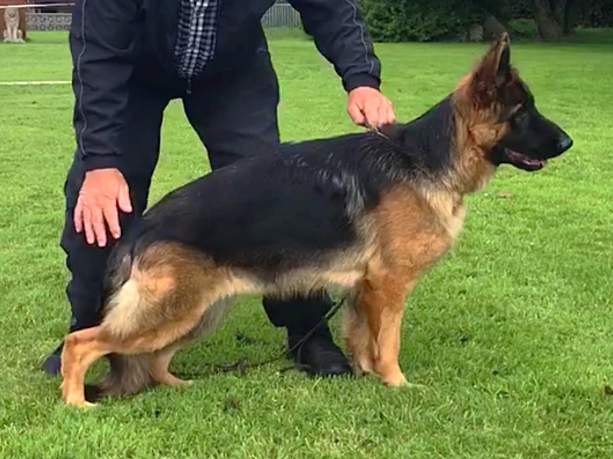 fuchsintal's tweet photo. @IanRouth Alexa, 13 months and completely out of coat, I could put her in the short coat classes 😂😂. But it will come back in full force, she’s a cracker, love her so much 💕💕 https://t.co/6lon5MQqYl