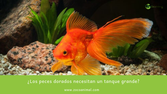 ZocoAnimal's tweet image. ¿Los peces dorados necesitan un tanque grande?
ow.ly/ou8c30pvASP

#alimentacion #mascotas #tiendaonline #premium #peces #tanque