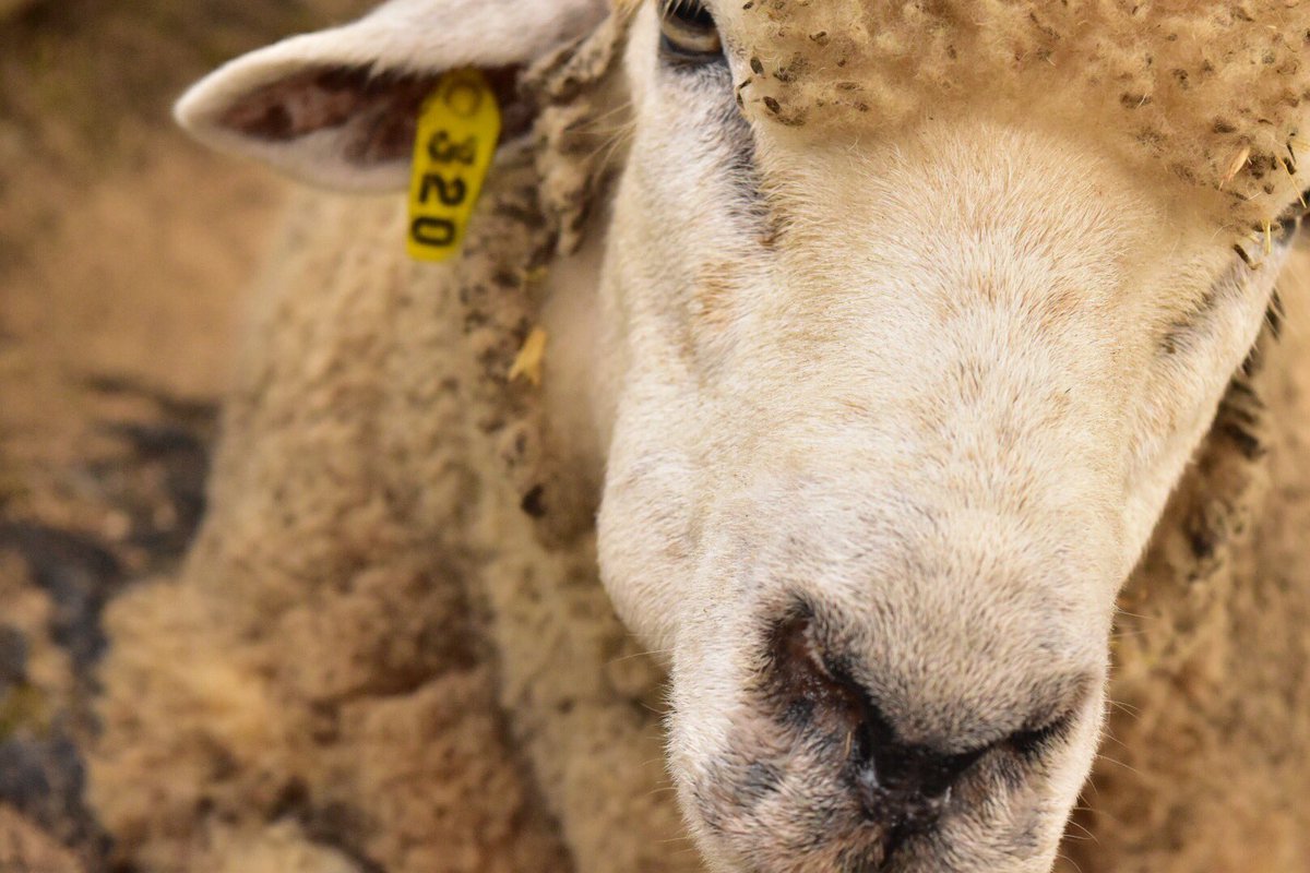 🐏🐏🐏💕