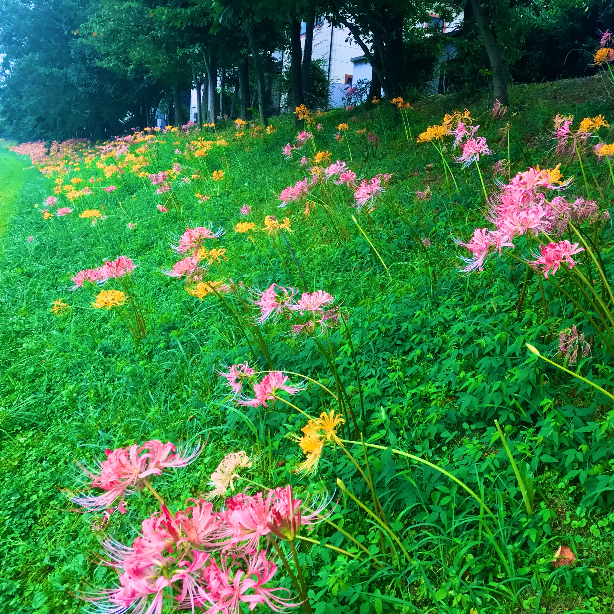 近所のはなし やばーーーい 近所の彼岸花 高浜市の稗田川沿いです 色 珍しくないですか 高浜 高浜市 彼岸花 近所のはなし T Co Feyurrnva7 Twitter