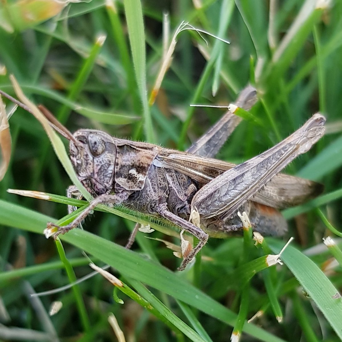 racinggreenmids's tweet photo. Little chap this morning #grasshopper #lawn #garden #Mansfield #nature #naturelovers #naturepicture #WednesdayThoughts #photooftheday #photograghy #racinggreenmids #allyourgardenneeds https://t.co/6zWn2AZLT9